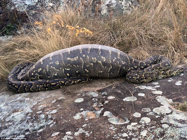 African rock Python eats a 13.8 kg Porcupine and dies